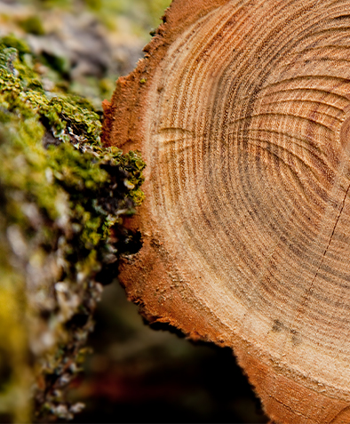 Почему формованные поддоны не нуждаются в фумигации при экспорте?