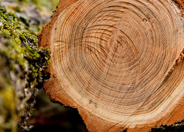 Ронсун Импорт и Экспорт Ко., Лтд.